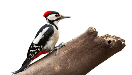 bird on a white background