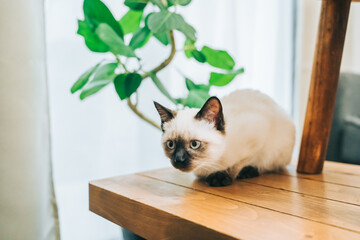観葉植物とシャム猫ミックスの子猫