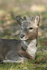 roe deer