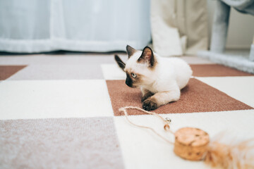 おもちゃに戯れるシャム猫ミックスの子猫