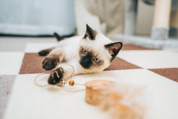 おもちゃに戯れるシャム猫ミックスの子猫