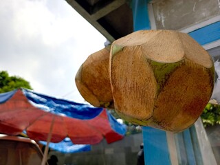 Close-up of coconut shells hanging, highlighting tropical culture and natural elements © Satria