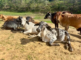 Gados na beira de umterreno e represa com fundo a natureza e ceu azul.