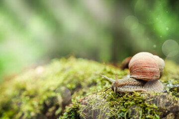 Big snail in shell crawling on stump covered with thick green moss in summer day with bokeh and sunbeams in garden, close up image. Common garden snail climbing on stump, edible snail or escargot.