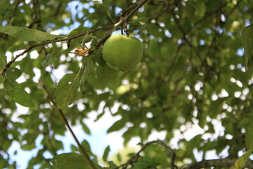 apple hanging