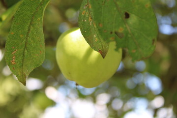 hanging apple