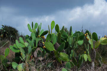 Opuntia ficus-indica (prickly pear) with yellow fruits