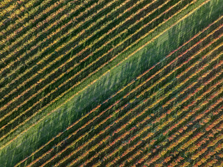 Vineyards at autumn in Balaton uplands