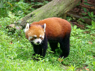 Panda roux dans la nature devant un tronc, Chine