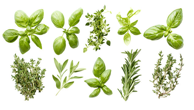 Fresh Green Herbs Collection on White Background