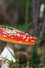 Dangerous poison mushroom in red with white dots