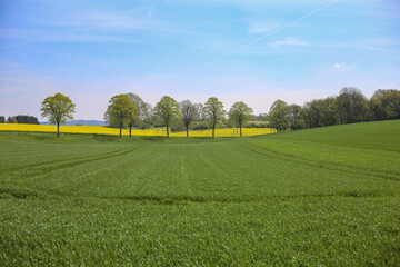 landscape with trees