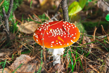 Dangerous poison mushroom in red with white dots