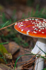 Dangerous poison mushroom in red with white dots
