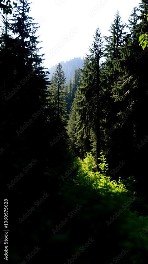 Poster patch light a dense forest