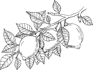 Hand drawn etching lemon with leaves and flower set. Fruit tree branch in sketch style, whole fresh citrus. Vector black and white drawing isolated on white