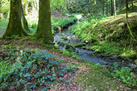 wild nature in the teutoburg forest near bielefeld at the externsteinen