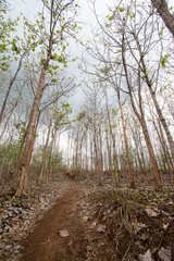 The teak forest is in autumn, the teak trees are drying up