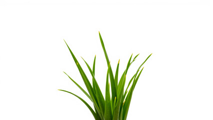 close- vibrant green grass blades
