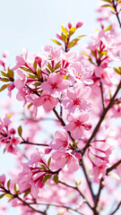 Obraz premium delicate cluster pale pink blossoms blooms the sunlight