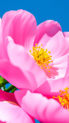 Obraz premium delicate pink blossom with yellow stamen