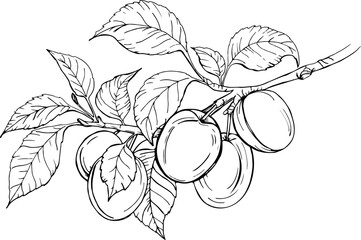 vector hand drawn illustration of plum on a branch with leaves. for coloring books and other things Hand drawn collection for design, isolated on white. Black lines sketch