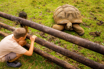 Beautiful view of a 10 years old boy looking at a giant tortoise eye to eye, a unique once in a lifetime experience - La Vallée de Ferney, Mauritius