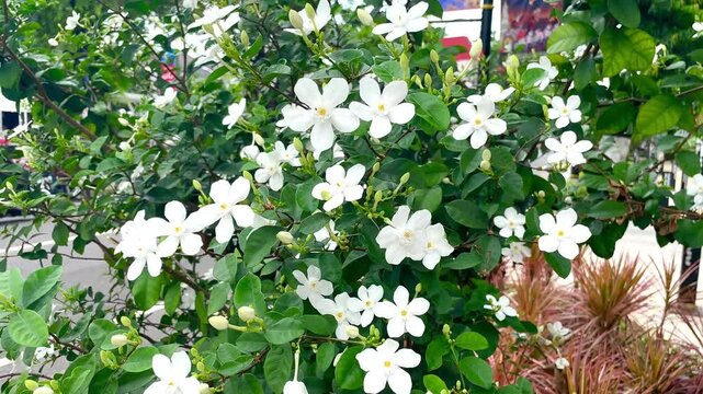 Wrightia antidysenterica, also known as coral swirl or tellicherry bark, is a flowering shrub native to Sri Lanka that blooms all year.