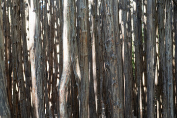 The texture of tree branches peeled from the bark. Vertically hanging thin logs. The subject of...