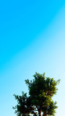 Obraz premium lush green tree against a vibrant blue sky