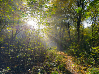 morning in the forest