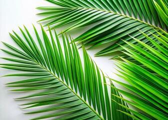 Obraz premium Isolated Coconut Leaves on White Background - Perfect for Tropical Themes, Nature Decor, and Minimalist Design, Ideal for Stock Photography and Graphic Design Projects
