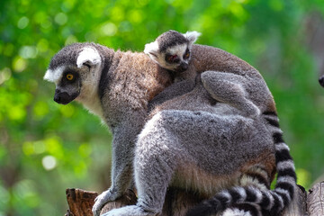 Ring-tailed lemur © p