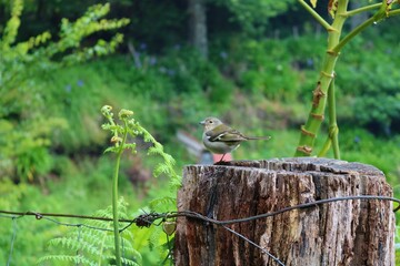 Small bird in Madeira