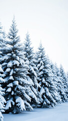 Obraz premium snow-covered evergreens under a winter sky