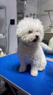 Before grooming, a white bichon frise spins in place and shakes its fur on a blue grooming table
