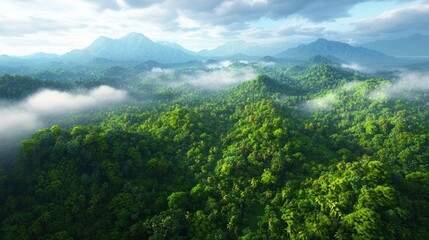 Serene Aerial View of Lush Foggy Forest Landscape