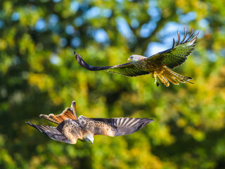 Red Kite, Milvus milvus, bird in flight