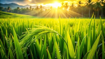 Lush green rice fields adorned with water droplets, creating captivating fashion photography that draws inspiration from the serene beauty of nature's vibrant landscapes.