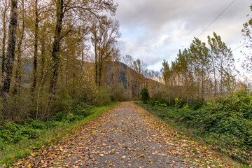 A serene autumn pathway covered with fallen leaves surrounded by tall trees in Fraser Valley, British Columbia, Canada, under a cloudy sky.