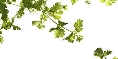 Fresh green cilantro leaves against a white background.