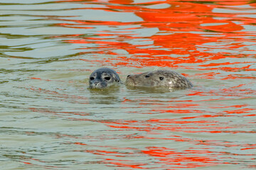 Phoques veaux-marins (Phoca vitulina)
