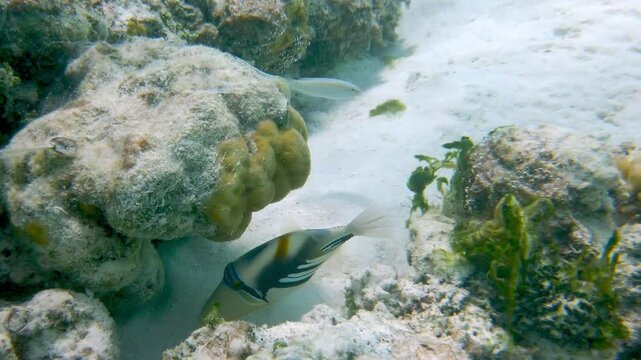 A Picasso Triggerfisch at the Maldives, Indian Ocean, Asia