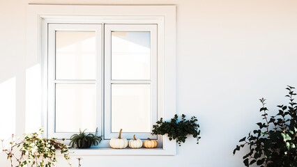white pumpkins rest on a sunlit windowsill