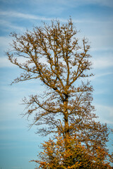 View into the crown of a tall tree with autumn leaves against a blue sky