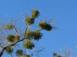 Jemioła