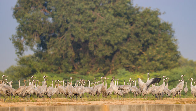 Big Group Of Common Cranes