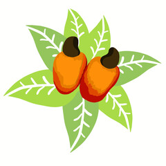 Ilustração Vetorial caju, fruta, brasileira, colorido, folha, cajuzeiro, castanha, laranja, adsngente, brasil
