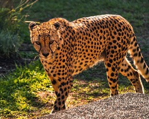 A cheetah with distinctive black spots on its tawny fur is walking on a rocky path.