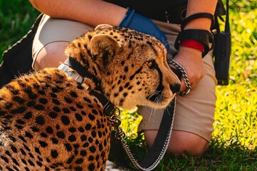 A cheetah sitting next to a person wearing a collar and on a leash © Wirestock